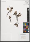 Foto von Salix reticulata L.